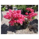 2) Azalea