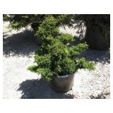 Tansu Dwarf Japanese Cedar