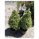 2) Variegated English Boxwood