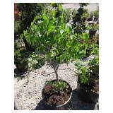 Syringa Vulgaris Primrose