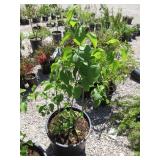 Syringa Vulgaris Primrose