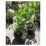 Syringa Vulgaris Primrose