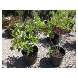 2) Isanti Dwarf Red Twig Dogwood