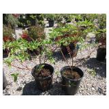 2) Isanti Dwarf Red Twig Dogwood