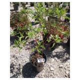Isanti Dwarf Red Twig Dogwood