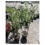 2) Variegated Red Twig Dogwood