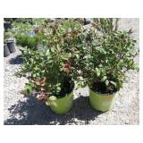 2) Double Knock Out Rose