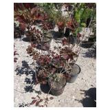 4) Purple Smoke Bush