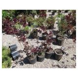 4) Purple Smoke Bush