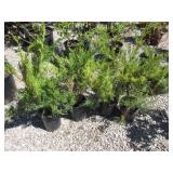 4) Sea Green Juniper