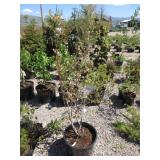 Summit Blueberry Plant