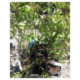 8) Blueberry Plants, Different Genus