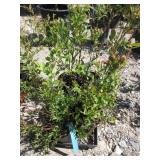 6) Blueberry Plants, Different Genus