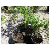 8) Blueberry Plants, Different Genus