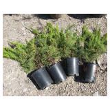 4) Sea Green Juniper Bush