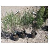 3) Blue Leaf Arctic Willow