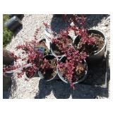 6) Rose Glow Barberry Bush