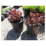 2) Palace Purple Coral Bells