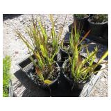 4) Imperata Cylindrica