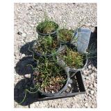 5) Corkscrew Bush "Big Twister"