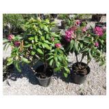 2) Rhododendron