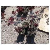 4) Purple Smoke Tree