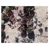 4) Purple Smoke Tree