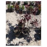 3) Purple Smoke Trees