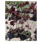 3) Purple Smoke Bush