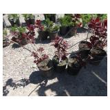 3) Purple Smoke Bush