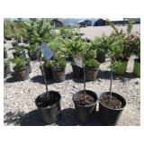 3) Dwarf Globe Blue Spruce