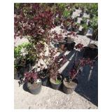 4) Purple Smoke Bush