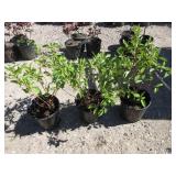 3) Isanti Drawrf Red Twig Dogwood