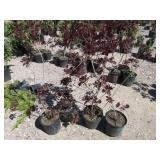 4) Purple Smoke Bush