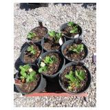 8) Strawberry Plants