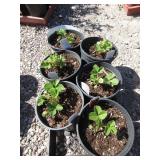 6) Strawberry Plants