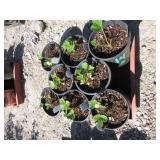 8) Strawberry Plants