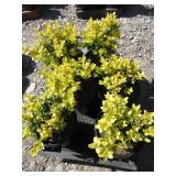 6) Boxwood Plants