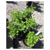 5) Ribes Uva Crispa "Little Ben"