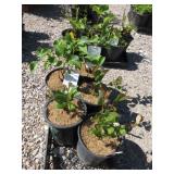 5)  Pocahontas Lilac and Auronia Prunifolia "Aron"