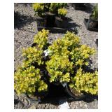 8) Wanford Pag Boxwood