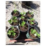 8) Strawberry Plants