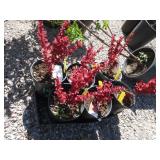 6) Orange Rocket Barberry