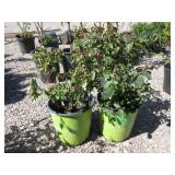 2) Double Knockout Rose