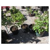 4) Isanti Dwarf Red Twig Dogwood