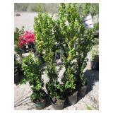 6) Winter Gem Boxwood