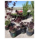 3) Purple Smoke Bush