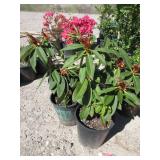 2) Rhododendron Taurus