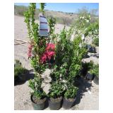 3) Winter Gem Boxwood