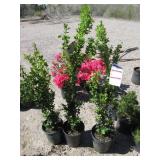 3) Winter Gem Boxwood